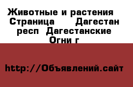  Животные и растения - Страница 17 . Дагестан респ.,Дагестанские Огни г.